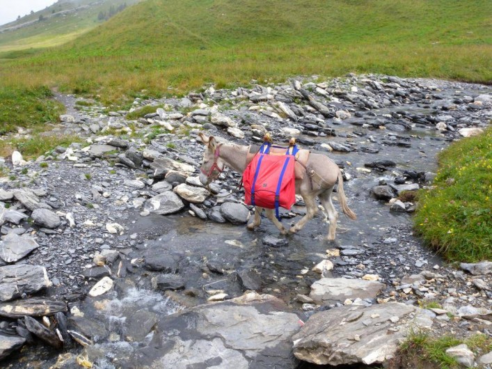 Location de vacances - Camping à Sorède - Randonnée avec un âne