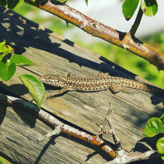 Location de vacances - Villa à Saint-Cernin de Reilhac