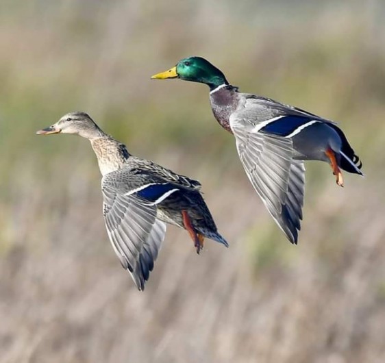 Location de vacances - Villa à Saint-Cernin de Reilhac