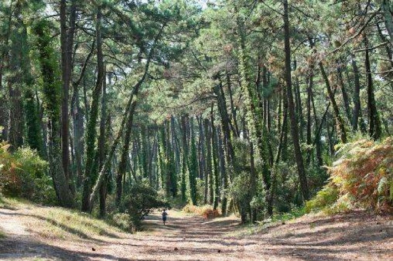 Location de vacances - Appartement à Anglet