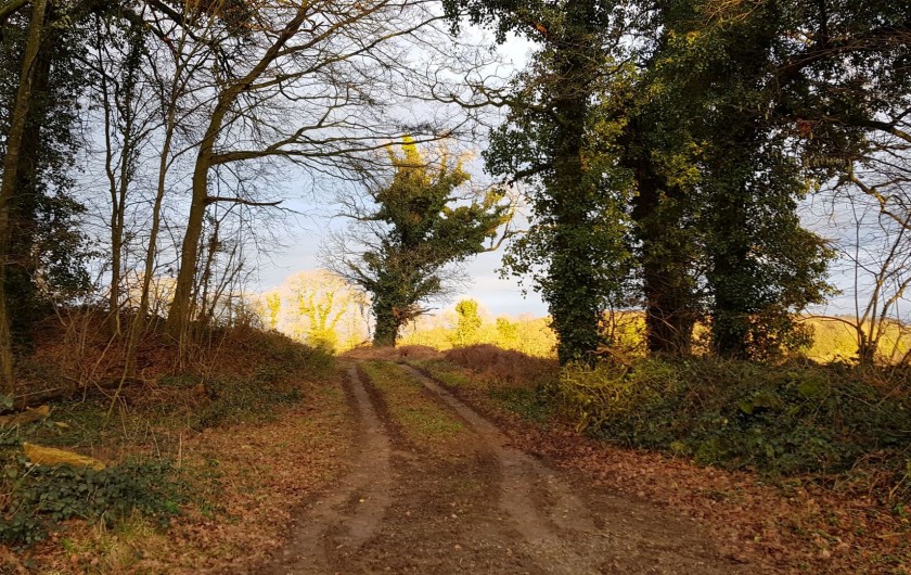 Location de vacances - Gîte à Bourguenolles - Nos forêts