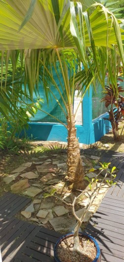 Location de vacances - Villa à Le Diamant