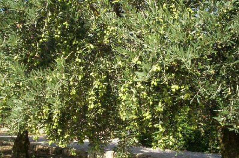 Location de vacances - Gîte à Saint-Séries