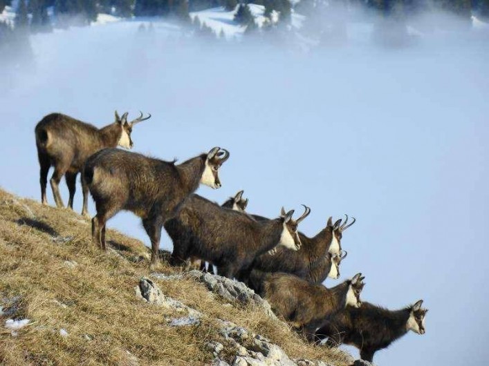 Location de vacances - Gîte à La Garde