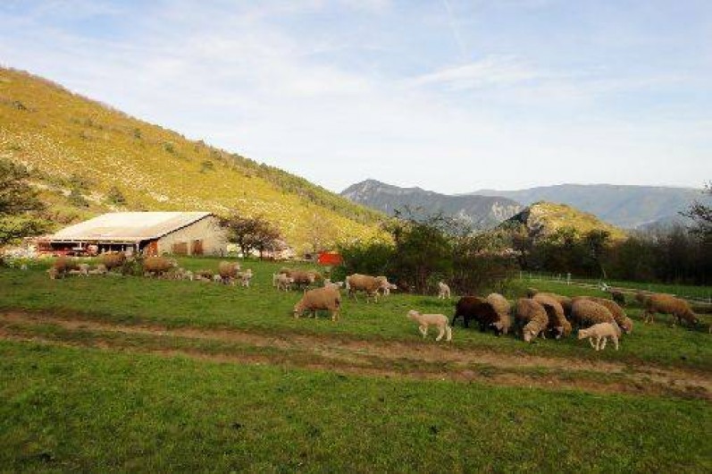 Location de vacances - Gîte à Castellet-lès-Sausses