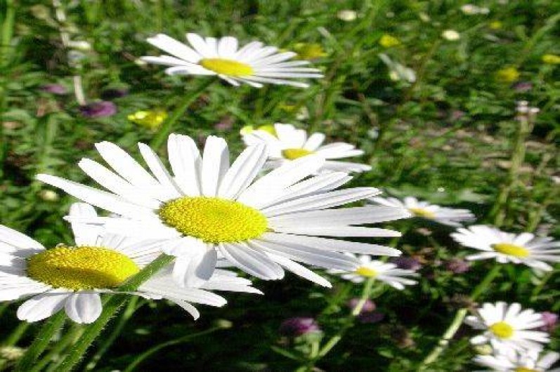 Location de vacances - Gîte à Hostiaz