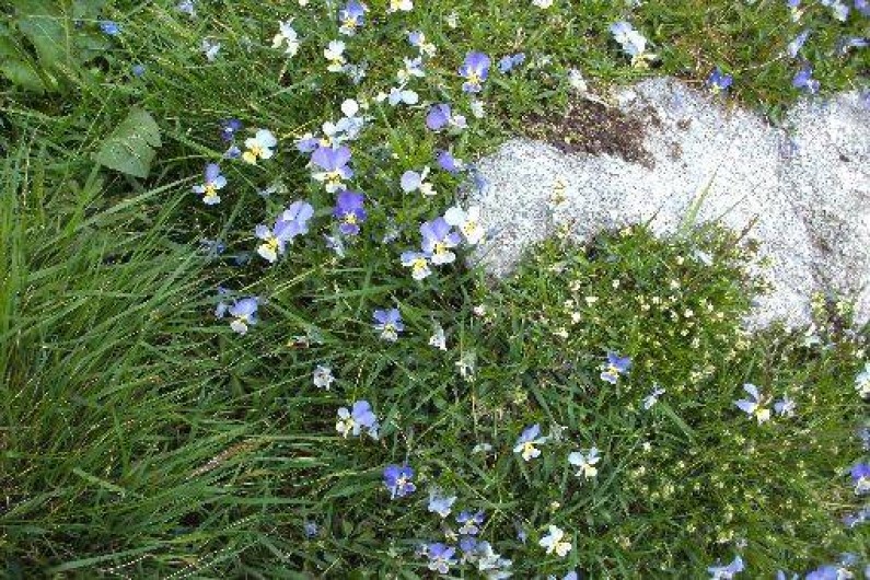 Location de vacances - Gîte à Orbey