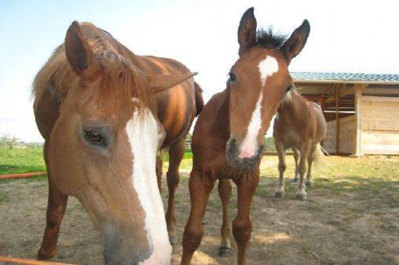 Location de vacances - Gîte à Romenay