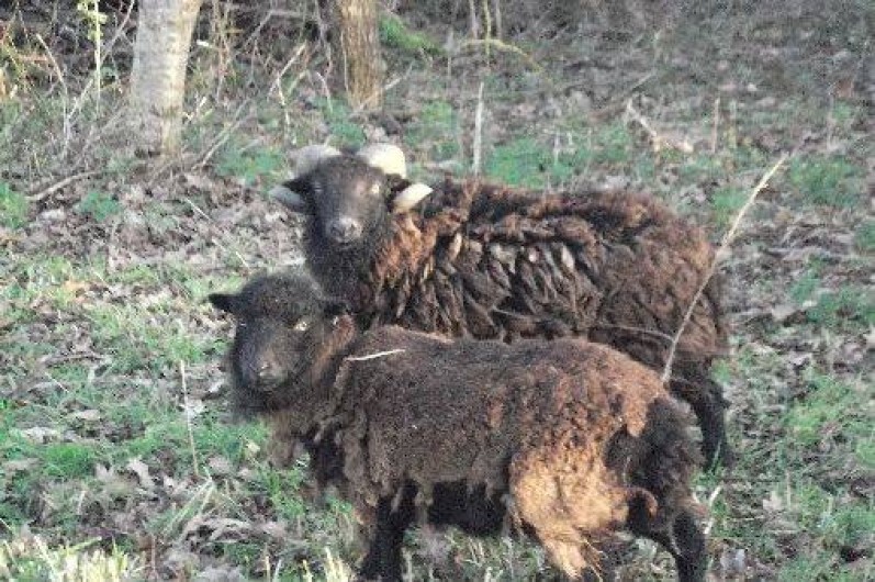 Location de vacances - Gîte à Plonéour-Lanvern