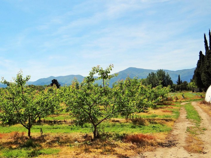 Location de vacances - Chambre d'hôtes à Ortaffa - Photos du verger d'abricotier