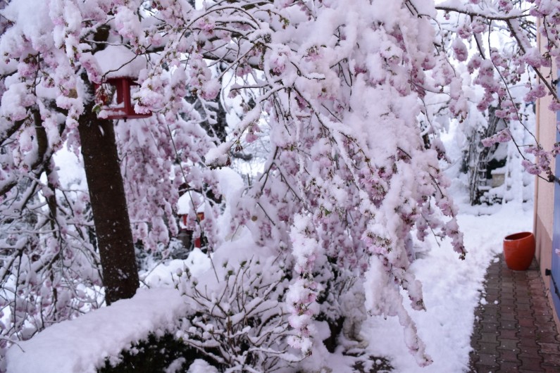 Location de vacances - Villa à Pierre-Châtel - Retour de la neige après floraison des cerisiers Japonais