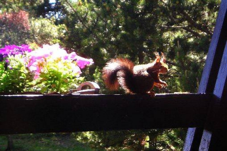 Location de vacances - Chalet à Font-Romeu-Odeillo-Via