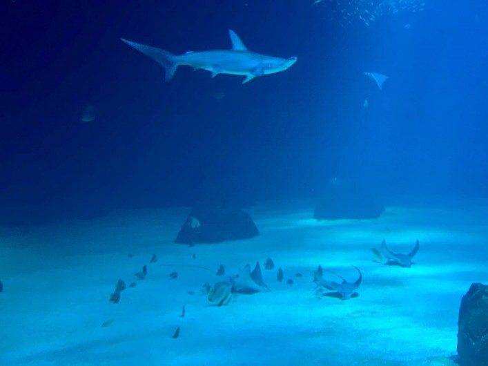 Location de vacances - Appartement à Wimereux - Nausicaa Boulogne à 15 minutes de l'appartement à découvrir