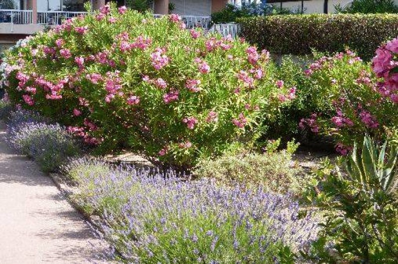 Location de vacances - Appartement à Fréjus