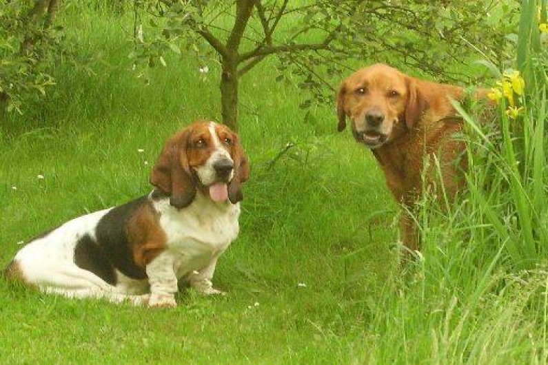 Location de vacances - Gîte à Savigné-sous-le-Lude