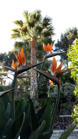 Location de vacances - Appartement à Saint-Cyr-sur-Mer