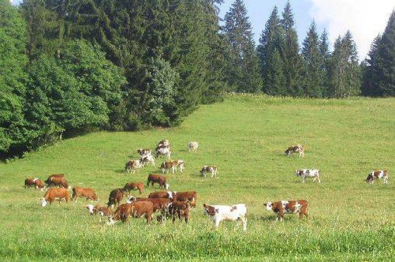 Location de vacances - Appartement à Les Gets