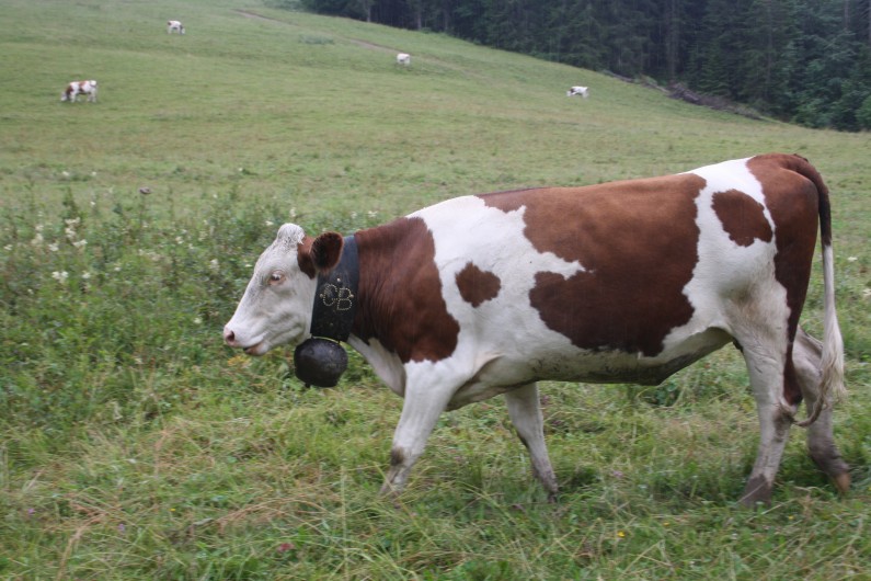 Location de vacances - Appartement à Les Gets