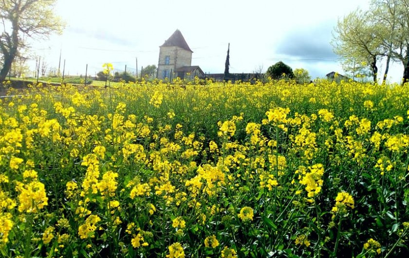 Location de vacances - Gîte à Brugnac - Champ en plein mois d'Avril