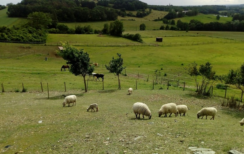 Location de vacances - Gîte à Brugnac - Mini ferme sur le domaine
