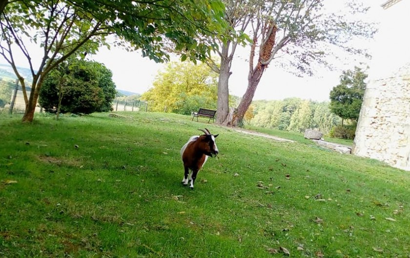 Location de vacances - Gîte à Brugnac - Capri notre mascotte.