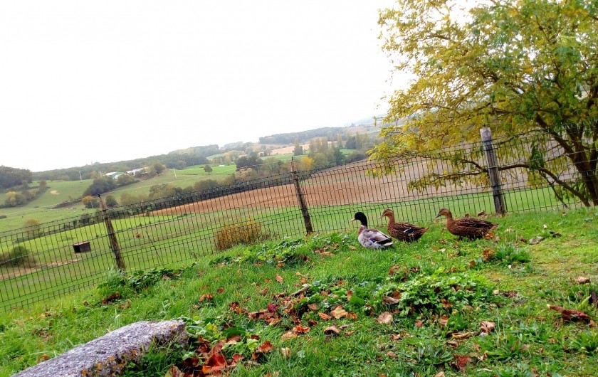 Location de vacances - Gîte à Brugnac