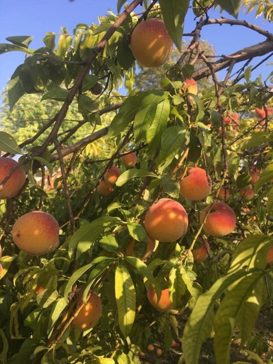 Location de vacances - Gîte à Brugnac