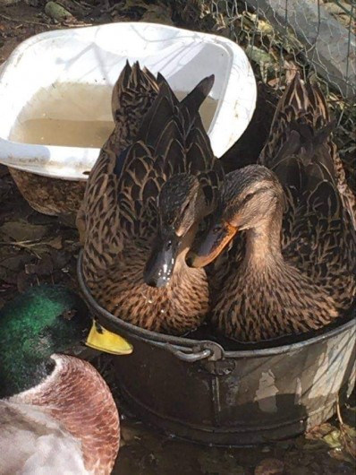 Location de vacances - Gîte à Brugnac