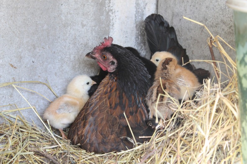 Location de vacances - Gîte à Brugnac