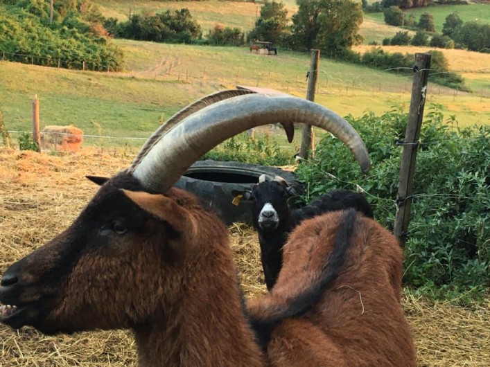 Location de vacances - Gîte à Brugnac