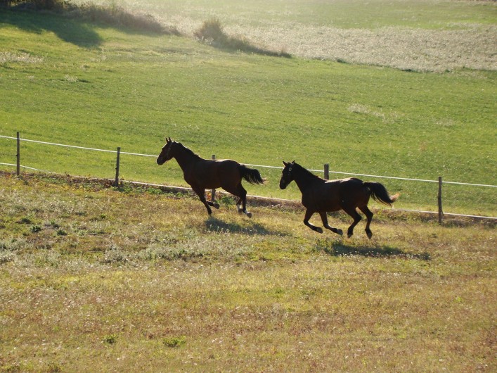 Location de vacances - Gîte à Brugnac