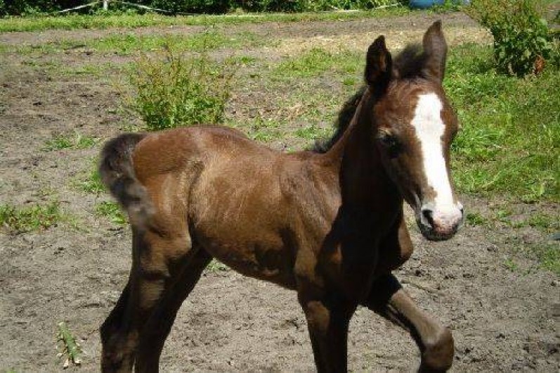 Location de vacances - Villa à Mimizan