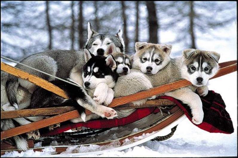 Location de vacances - Chalet à Les Deserts