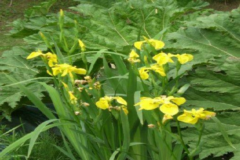 Location de vacances - Appartement à Cancale