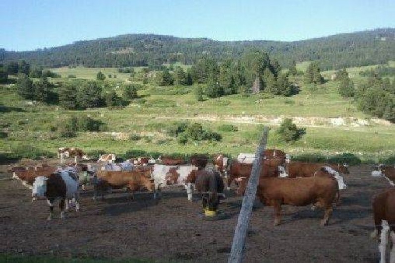 Location de vacances - Chalet à Bolquère