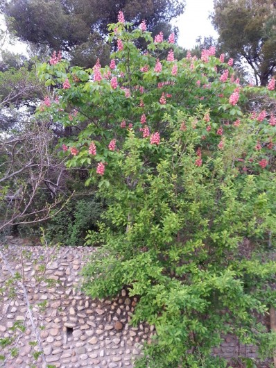 Location de vacances - Maison - Villa à Ajaccio - Mur d'enceinte