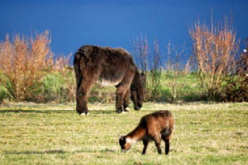 Location de vacances - Gîte à Saint-Malo