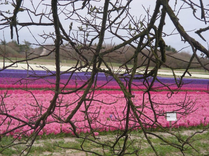 Location de vacances - Villa à Île-Tudy - Champs de fleurs à perte de vue