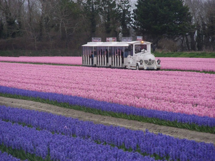 Location de vacances - Villa à Île-Tudy - Le petit train dans un champ de fleurs