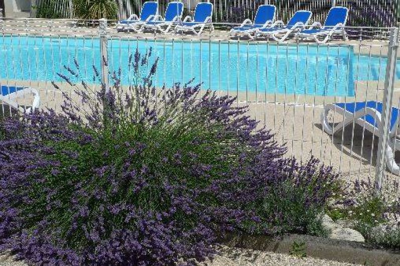 Location de vacances - Maison - Villa à Sainte-Marie-de-Ré - une partie de la piscine et les lavandes