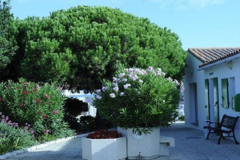 Location de vacances - Maison - Villa à Sainte-Marie-de-Ré - Une partie du jardin face à la réception
