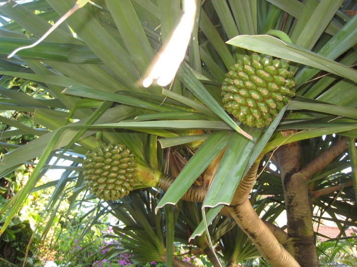 Location de vacances - Appartement à Grand Baie