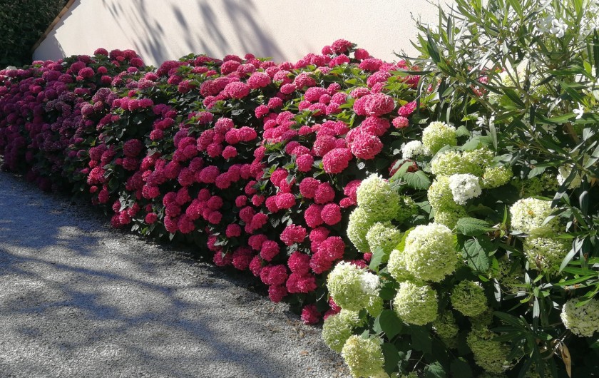 Location de vacances - Villa à Saint-Palais-sur-Mer - ses hortensias  multicolors