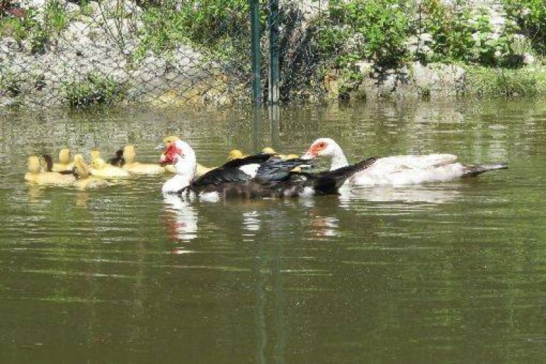 Location de vacances - Chambre d'hôtes à Habas - Deux petits étangs au calme. Canards, poules d'eau, cistudes,
