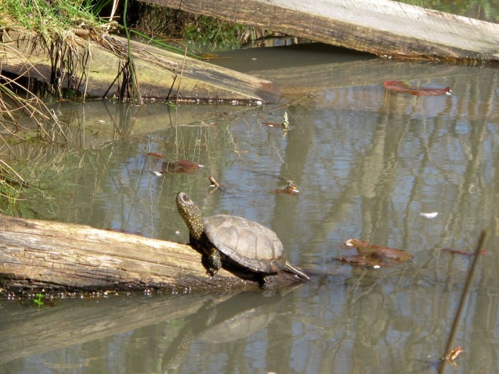 Location de vacances - Chambre d'hôtes à Habas - Une cistude, espèce protégée, arrivée toute seule.
