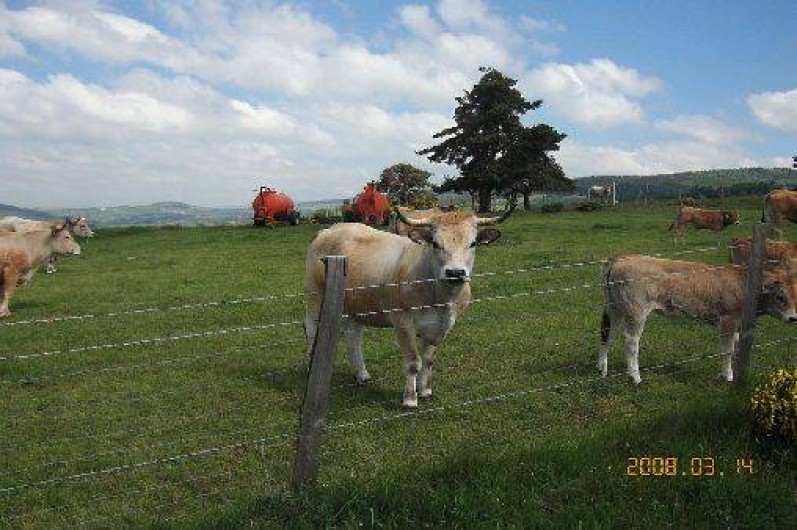 Location de vacances - Gîte à Saint-Léger-les-Mélèzes