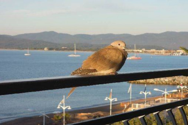 Location de vacances - Appartement à Saint-Raphaël