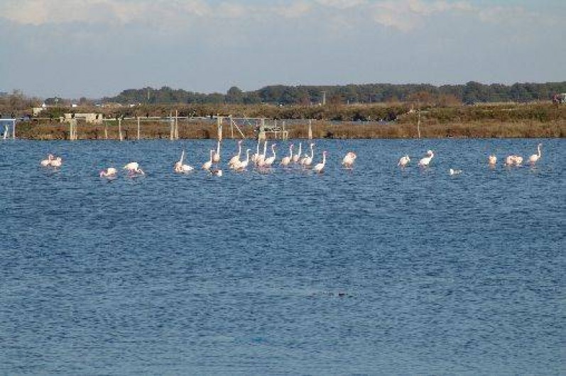 Location de vacances - Appartement à Le Grau-du-Roi