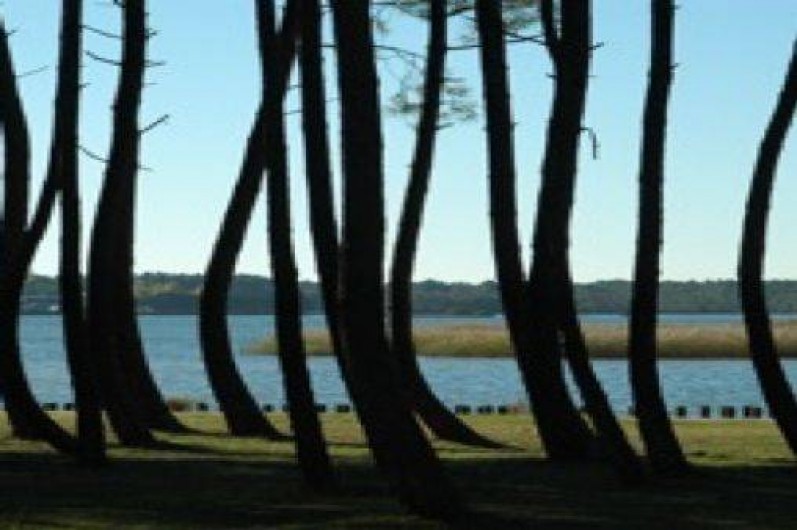 Location de vacances - Appartement à Parentis-en-Born