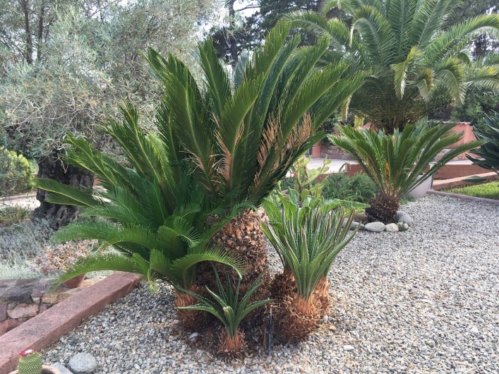 Location de vacances - Villa à Solaro